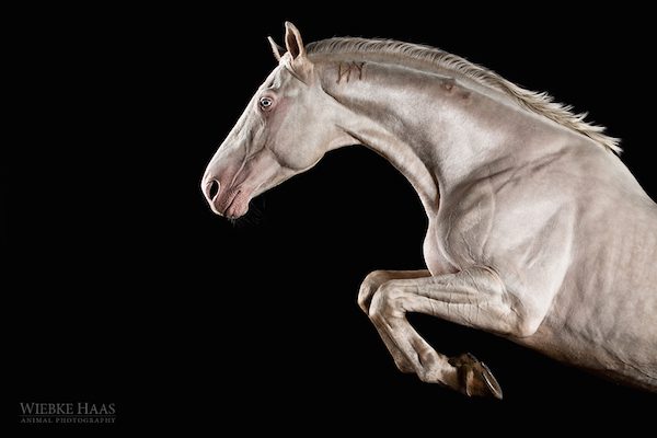 Porcelain by Wiebke Haas