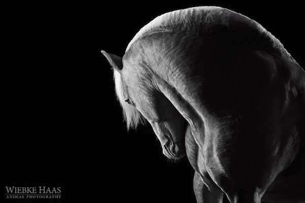 Strength by Wiebke Haas