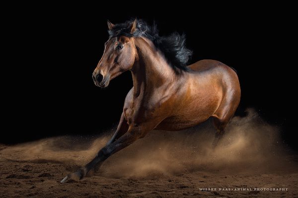 Whirlwind by Wiebke Haas