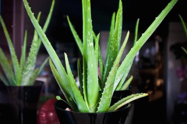 9 Houseplants That Help Purify The Air Inside Your Home