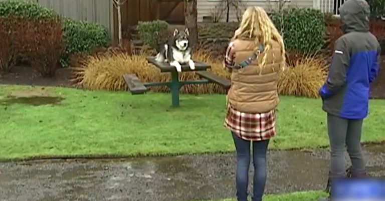 Rescued Husky Puppy Becomes Woman’s Lifeline Out Of An Abusive Relationship