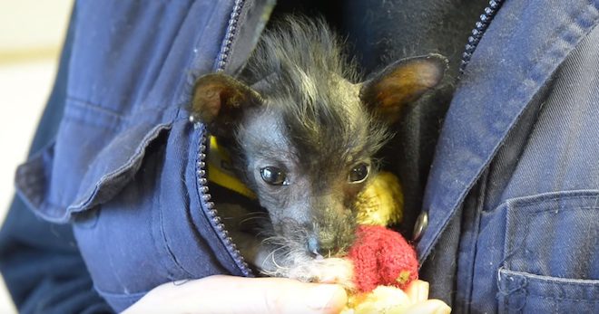 Teeny Tiny Rescue Puppy Stays Warm With Jackets Made From Children’s Socks