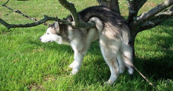 22 Pets Who Get Hilariously Stuck But Pretend Everything Is Fine