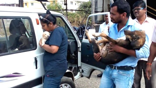 Man Saves Up Money For 10 Years To Buy Ambulance To Help Stray And Sick Pets
