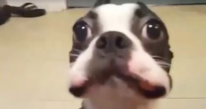 boston terrier with carrot