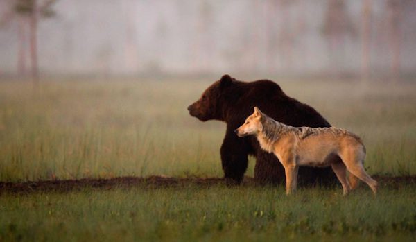 Rare Friendship Between Wild Wolf And Bear Caught On Camera