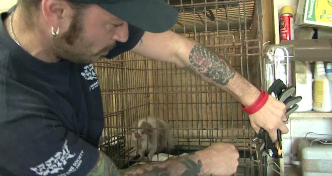 Tiny Puppy Mill Dog Was Stuck In Cage For So Long It Had Rusted Shut