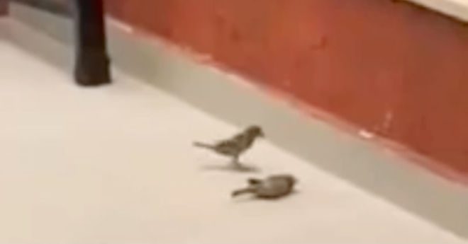 Bird Revives Her Friend After He Smashes Into Window