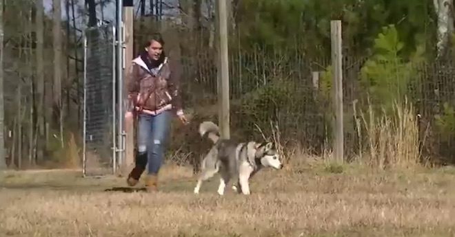 Husky Who Spent His Life On Chain Experiences His First ‘Freedom’ Run