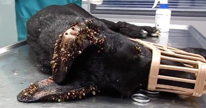 Abandoned Puppy Riddled With Thousands Of Ticks Makes Amazing Recovery