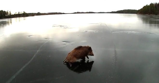 Ice Skaters Help Wild Boar Stranded On Frozen Lake