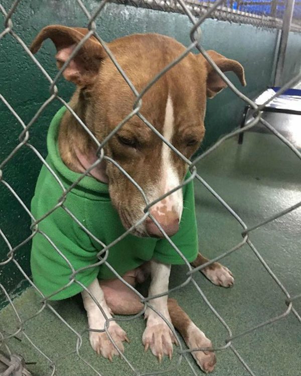 bobby-urgent-dogs