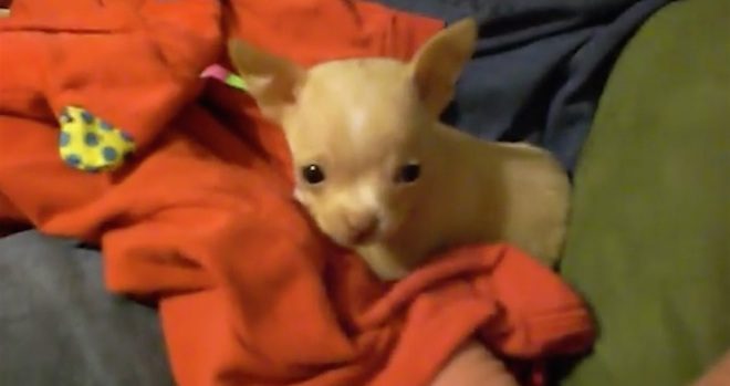Adorable Chihuahua Puppy Makes A New Friend On His First Night Home