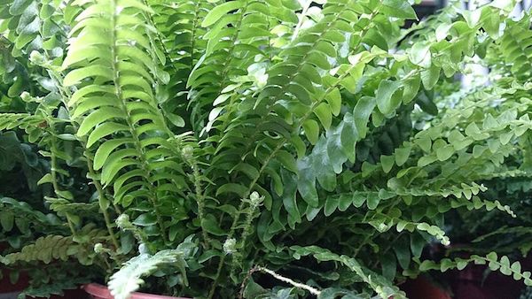 boston-fern