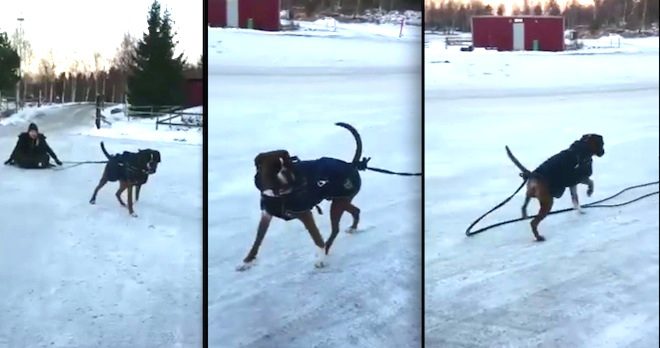 Hilarious Boxer Dog Does Not Want To Be Anybody’s Sled Dog