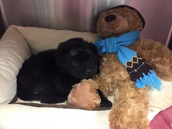 Puppy Shot 18 Times With BB Gun Makes Amazing Recovery