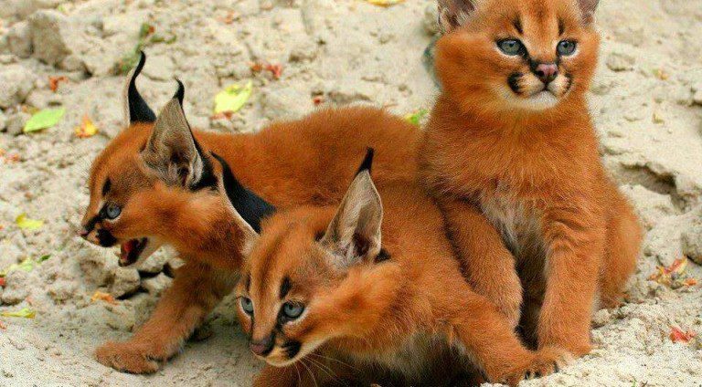 Cat With Amazing Tufted Ears Just Might Be The Cutest Cat In The Wild