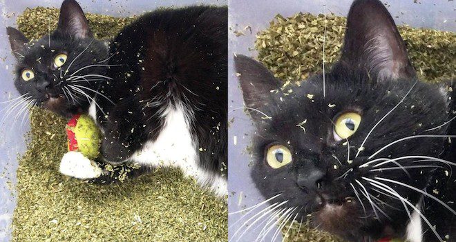 catnip cat