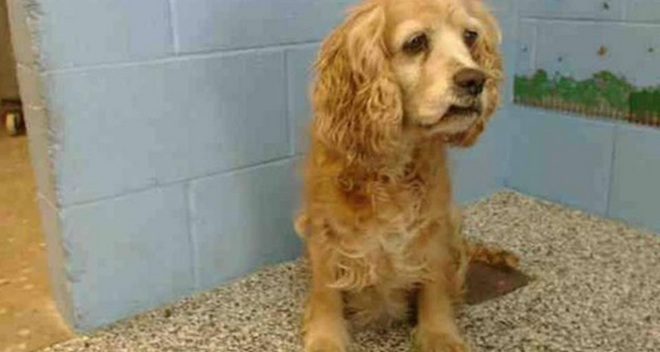 Old Dog Whimpers At Shelter As Owner Walks Out With Their Younger Dog And Leaves Her Behind
