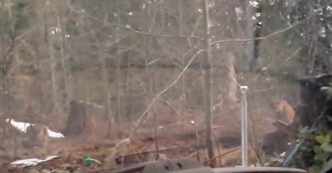Man Films Unnerving Moment Three Mountain Lions Surround His Car