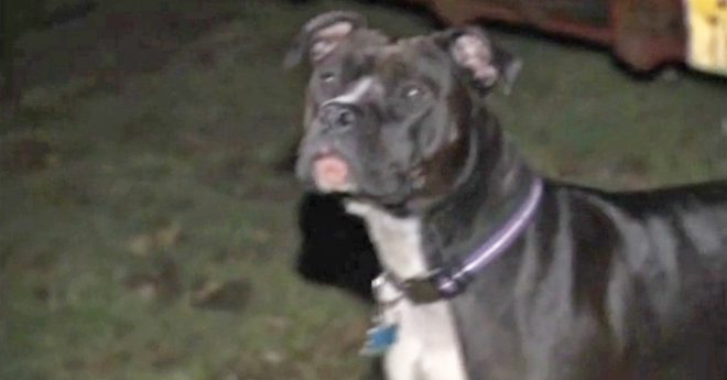 Heroic Pit Bull Saves Missing Elderly Woman With Alzheimer’s