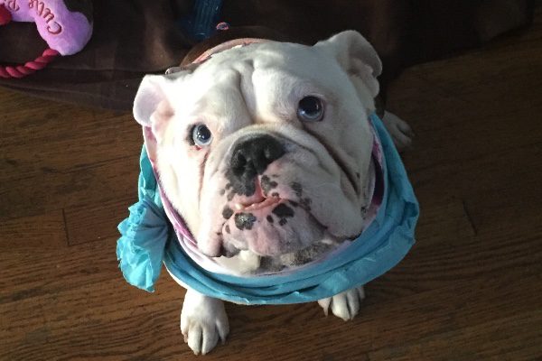 daisey-1