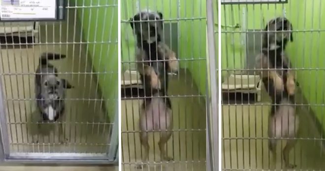 Shelter Dog Dances Her Way To Freedom
