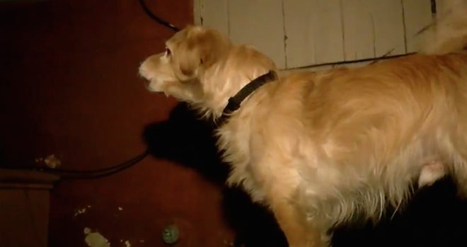 Rescue Dog Senses Hidden Danger In The Walls And Saves His Dad