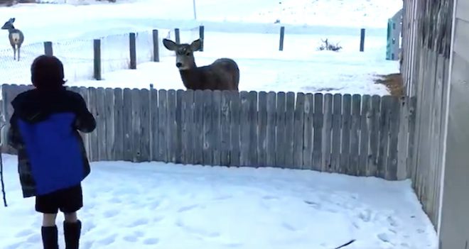deer eats apples