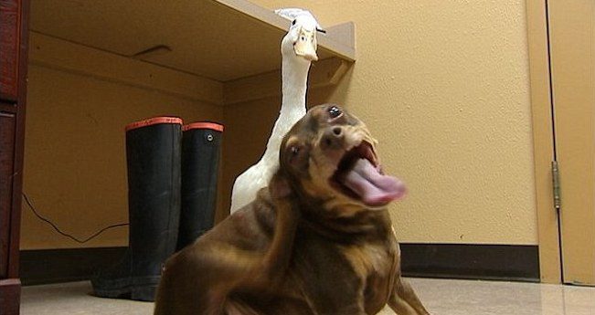 dog and duck adopted