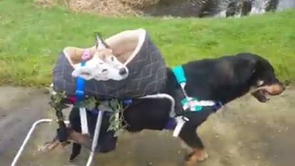 dog-handicapped