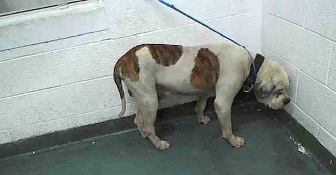 Animal Shelter That Was Shooting Dogs Causes Uproar Among Residents