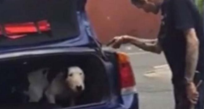 Man Banned From Keeping Animals After He Was Caught On Camera Abusing His Dog