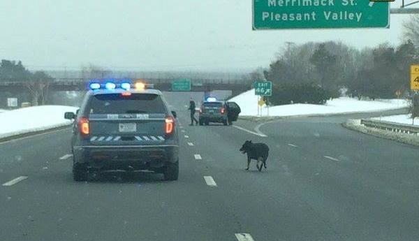 Police Shut Down Highway To Save Lost Dog