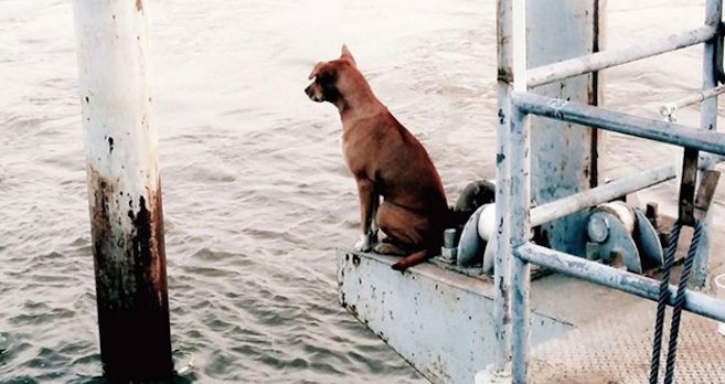 Loyal Dog Has Been Waiting For Owner At Pier For A Month