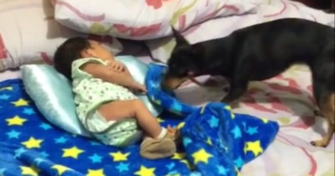 dog tucks in baby