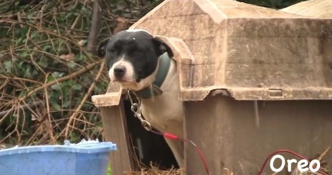 Two Dogs Freed From Their Chains Make A Lasting Impact On Their Neighborhood