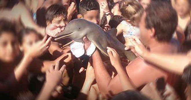 Baby Dolphin Dies Because Beachgoers Want A Photo With Her