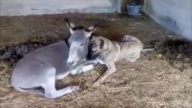donkey and dog