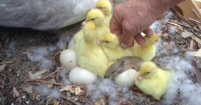 Man Finds An Unexpected Guest Living With A Family Of Ducks