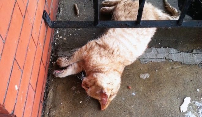 frozen cat on porch