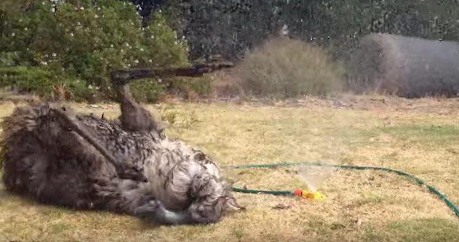 emu in sprinkler