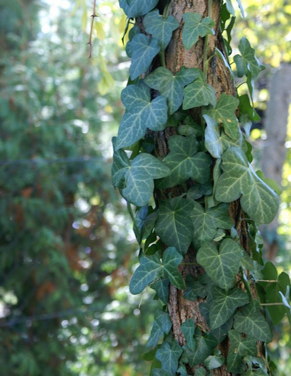 english ivy