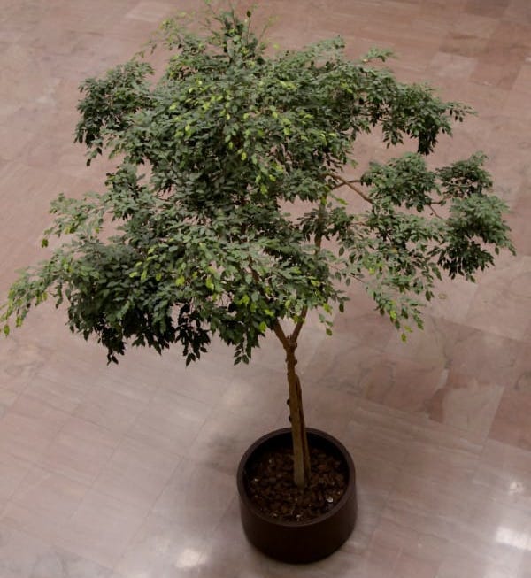 ficus