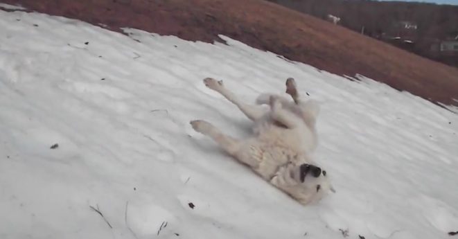 fingal sliding in snow