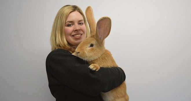 Giant Rabbit Who Is The Size Of A Westie And Still Growing Is Looking For A Home