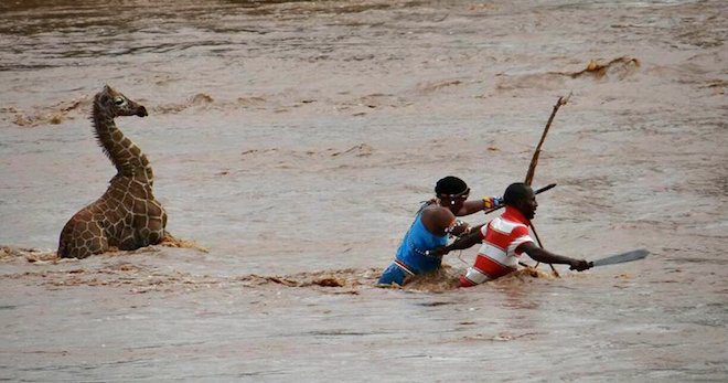 giraffe saved in river