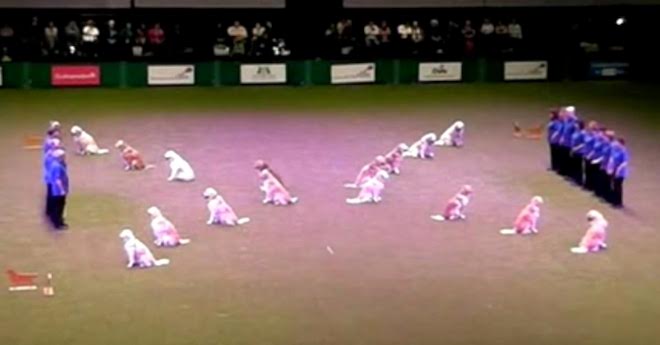16 Golden Retrievers Perform In Front Of A Huge Crowd And Get Everyone Cheering