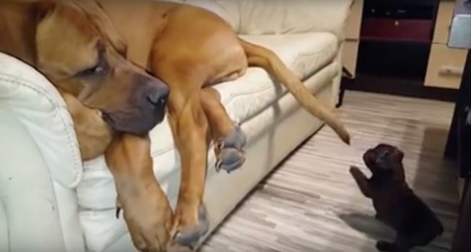 great dane puppy