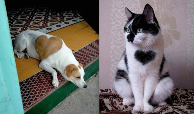18 Dogs and Cats Born Wearing Hearts On Their Fur